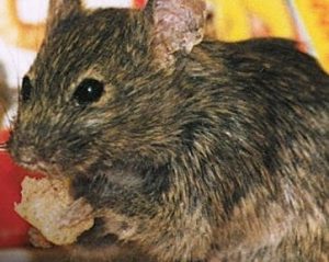 A common house mouse eating a scrap of bread
