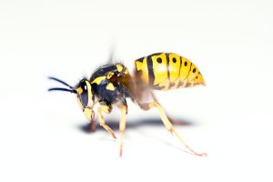 Close up image of a wasp, many people confuse wasps and bees