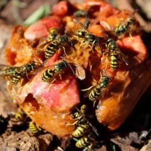 Lots of wasps on a piece of fruit